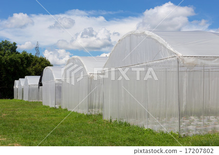 Greenhouse Greenhouse 17207802