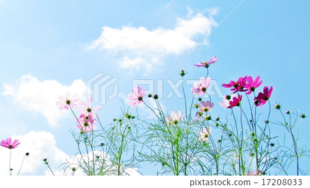 Cosmos flowers 17208033
