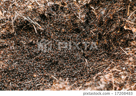 Red Forest Ants Formica Rufa In Anthill Macro Photo Red Forest Ants Formica Rufa In Anthill Macro Photo 17208483