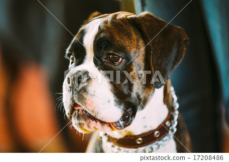 Beautiful Brown And White Boxer Dog  17208486