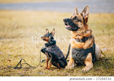 Brown German Sheepdog And Black Miniature Pinscher Pincher Toget Brown German Sheepdog And Black Miniature Pinscher Pincher Toget 17208510