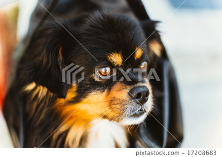 Mixed Breed Small Size Black And Brown Colors Dog 17208683