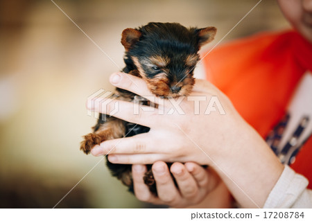 Small Cute Yorkshire Terrier Dog Puppy Small Cute Yorkshire Terrier Dog Puppy 17208784