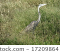 Kenya's Zuguro rabbit 17209864