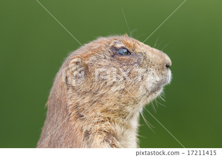 Black-tailed prairie dog  (Cynomys ludovicianus) 17211415