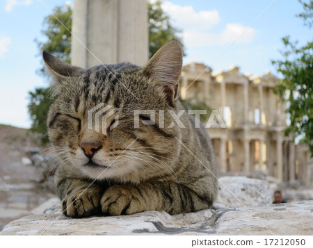 以弗所遺址貓 17212050