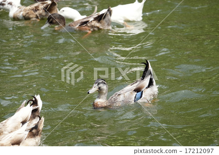 Duck floating in the river Duck floating in the river 17212097