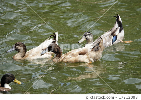 Duck floating in the river Duck floating in the river 17212098