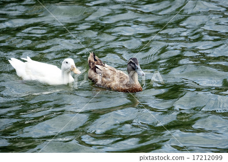 Duck floating in the river Duck floating in the river 17212099