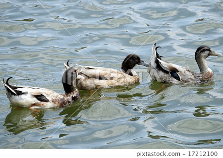Duck floating in the river 17212100