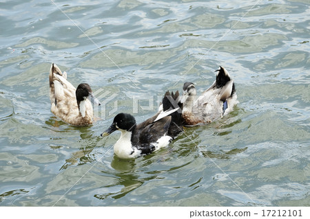 Duck floating in the river Duck floating in the river 17212101