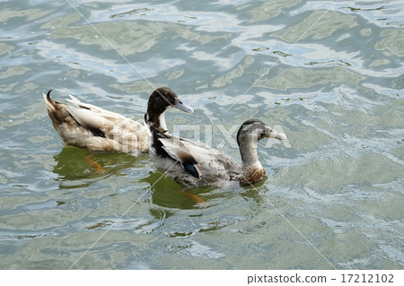 Duck floating in the river Duck floating in the river 17212102
