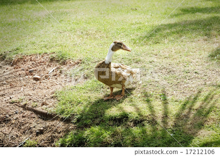 Brown duck waking in the meadow Brown duck waking in the meadow 17212106