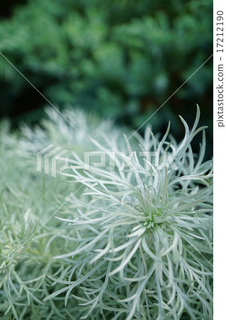 Asagiriso with beautiful silver leaves 17212190