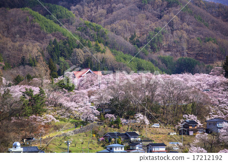 在高田市城堡廢墟公園的櫻花在伊那市長野縣 照片素材 圖片 圖庫 在高田市城堡廢墟公園的櫻花在伊那市長野縣 照片素材 圖片 圖庫