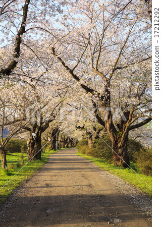 Kitakami Exhibition Kitakami-shi, Kami-shi, Iwate prefecture Kitakami Exhibition Kitakami-shi, Kami-shi, Iwate prefecture 17212292