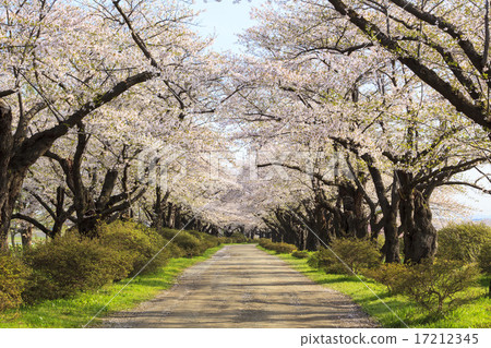 Kitakami Exhibition Kitakami-shi, Kami-shi, Iwate prefecture Kitakami Exhibition Kitakami-shi, Kami-shi, Iwate prefecture 17212345