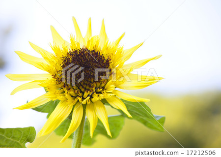 向日葵 17212506