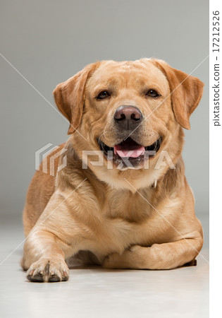 Labrador sitting in front of gray background 17212526