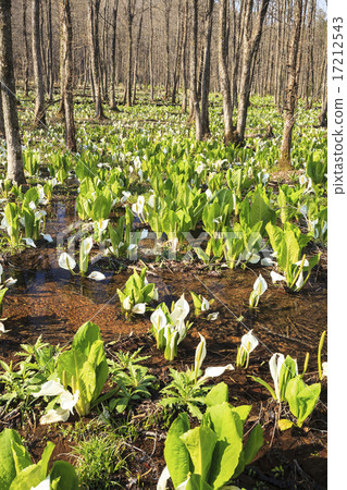 Suihinagara Mogara布料秋田縣森比市田澤子的Mizubasho組布 17212543