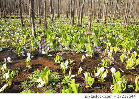 Suihinagara Mogara布料秋田縣森比市田澤子的Mizubasho組布 17212544