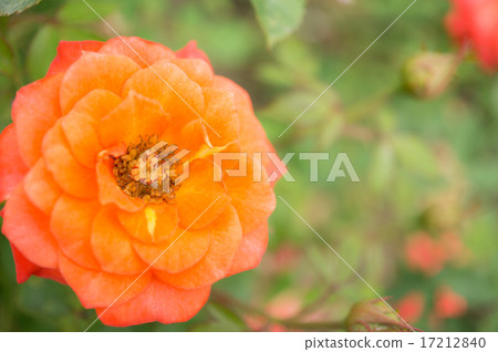 玫瑰（歡樂的驕傲） 17212840