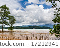shallow water with tree 17212941