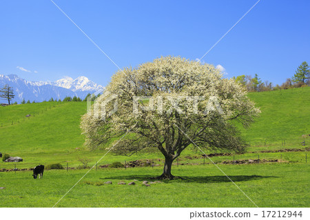 Yamanashi tree and remaining snow Southern Alps Kita Yamanashi prefecture Hokuto city Yamanashi tree and remaining snow Southern Alps Kita Yamanashi prefecture Hokuto city 17212944