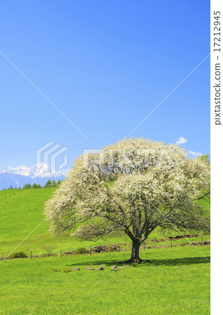 Yamanashi tree and remaining snow Southern Alps Kita Yamanashi prefecture Hokuto city Yamanashi tree and remaining snow Southern Alps Kita Yamanashi prefecture Hokuto city 17212945