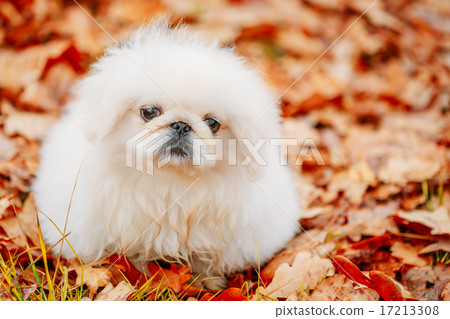 White Pekingese Pekinese Peke Whelp Puppy Dog 17213308