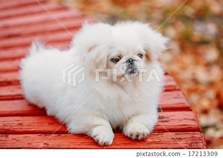 White Pekingese Pekinese Peke Whelp Puppy Dog White Pekingese Pekinese Peke Whelp Puppy Dog 17213309