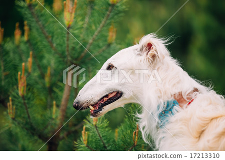 White Russian Wolfhound Dog, Borzoi, Russian Hunting, Sighthound White Russian Wolfhound Dog, Borzoi, Russian Hunting, Sighthound 17213310