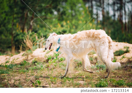 White Russian Wolfhound Dog, Borzoi, Russian Hunting, Sighthound 17213314