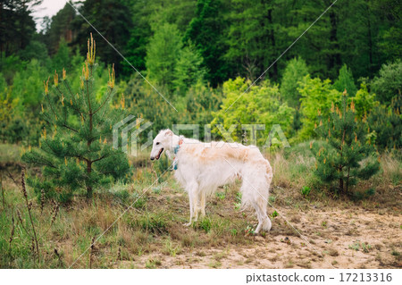 White Russian Wolfhound Dog, Borzoi, Russian Hunting, Sighthound White Russian Wolfhound Dog, Borzoi, Russian Hunting, Sighthound 17213316
