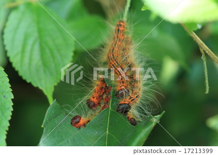 生物昆蟲Tsumugi Shachifuko,幼蟲。因為它華而不實並且分組,所以即使從遠處看也很突出 生物昆蟲Tsumugi Shachifuko,幼蟲。因為它華而不實並且分組,所以即使從遠處看也很突出 17213399