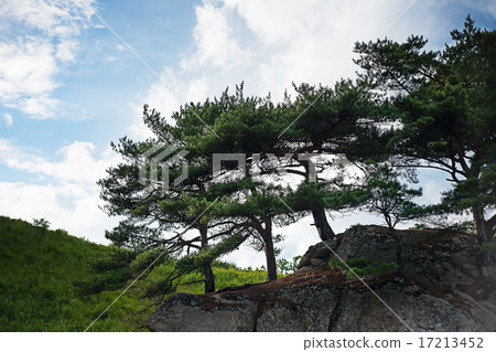 Landscape with rocks groves of relict pine tree. Landscape with rocks groves of relict pine tree. 17213452