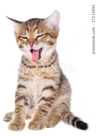 Shorthair brindled kitten yawns 17213691