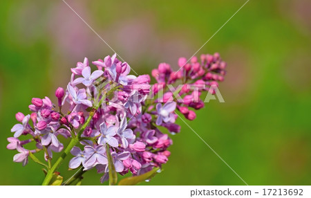 lilac buds and flowers in water drops after rain lilac buds and flowers in water drops after rain 17213692