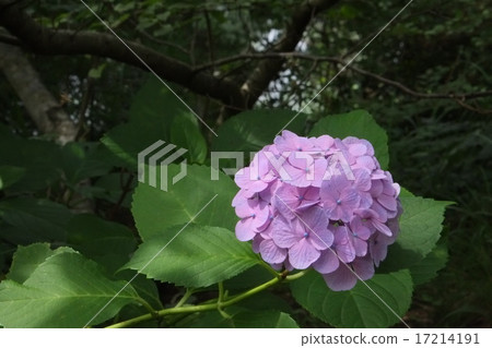 Sanjyoen 2015 Summer Part 11 Sanjyoen 2015 Summer Part 11 17214191
