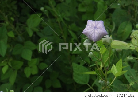 Mikonen Garden 2015年夏季第12部分 17214192