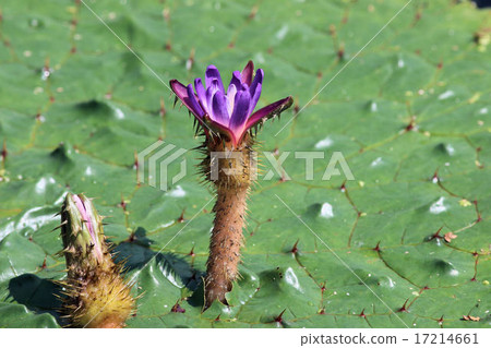 芡實 芡實 17214661