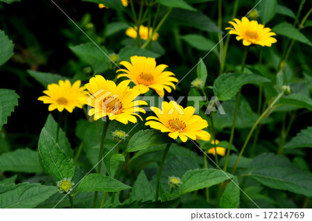Hime sunflower Hime sunflower 17214769