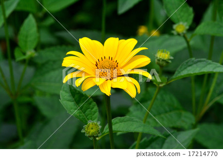 Hime sunflower Hime sunflower 17214770