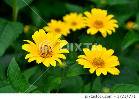 Hime sunflower Hime sunflower 17214771