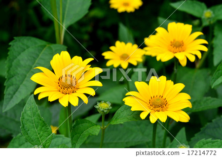 Hime向日葵 17214772