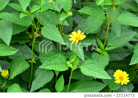 Hime sunflower Hime sunflower 17214773