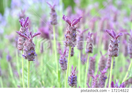 French Lavender French Lavender 17214822