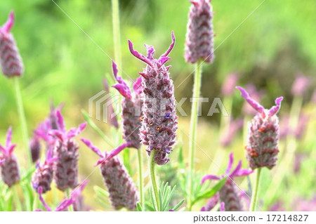  法國薰衣草 17214827