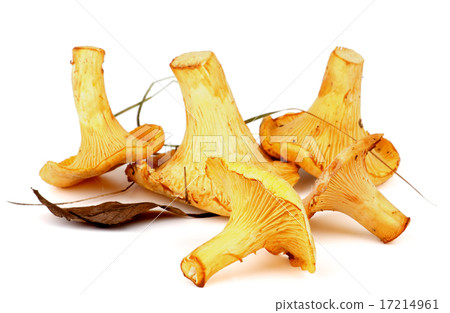 Raw Chanterelles 17214961
