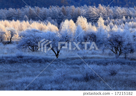 Oku Nikko Odashirogagahara where the morning sun sets in a karamatsu with frost ice 17215182